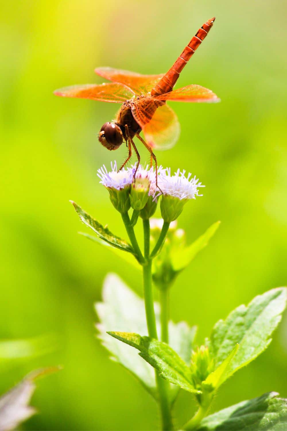 dragonfly nature study