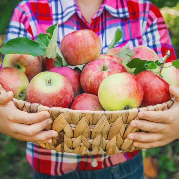 boy holding basket of apples