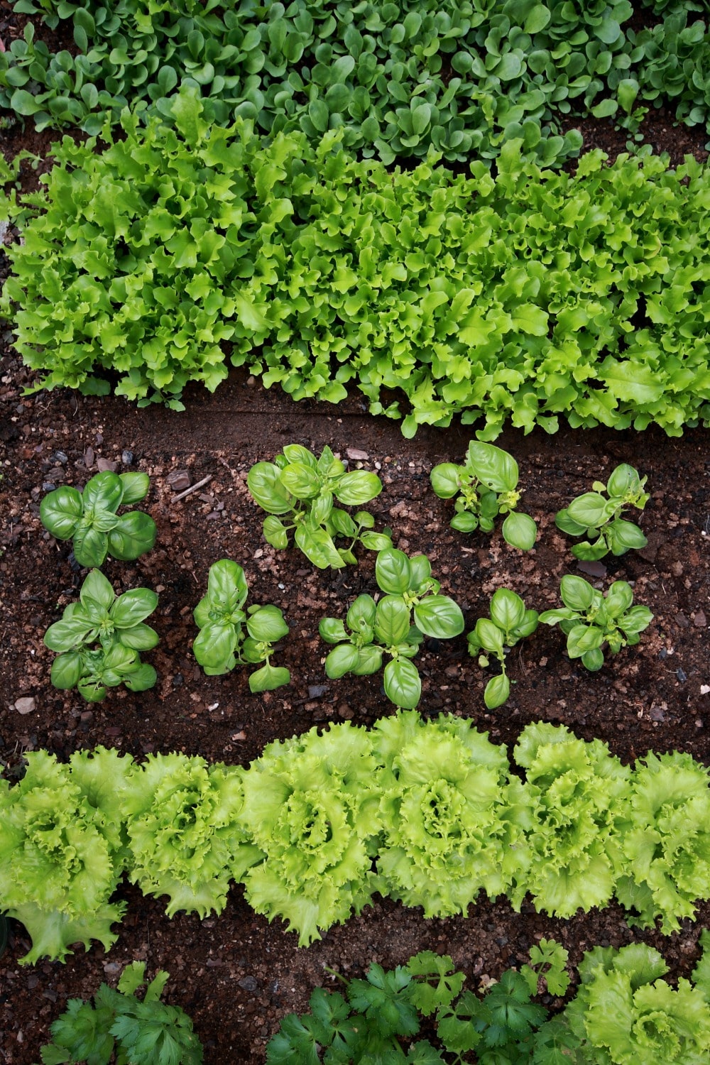 Use Your Garden as an Outdoor Classroom